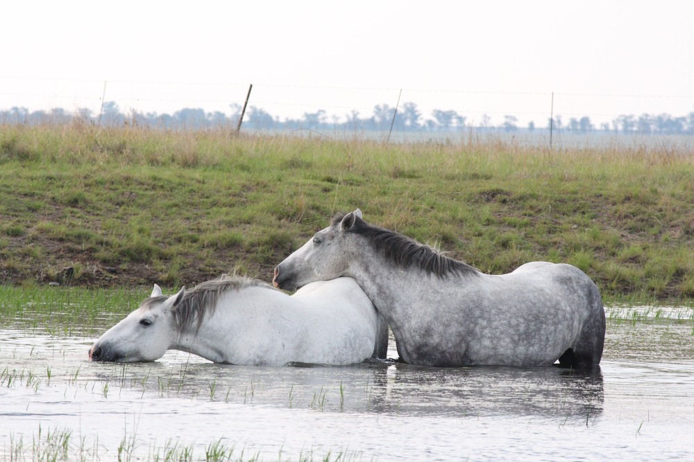 Pure bred percheron sport horses005.jpg